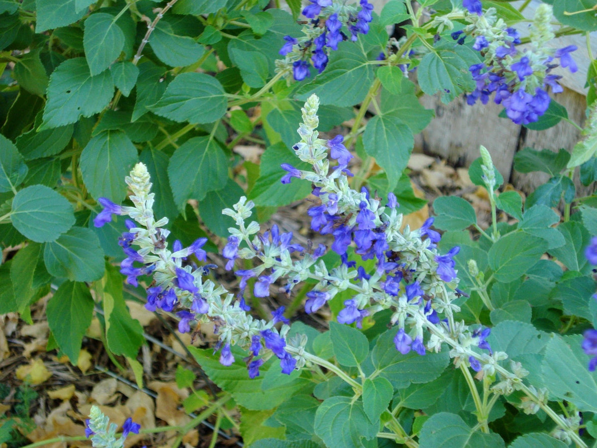 Salvia 'Mystic Spires' (Salvia x 'Mystic Spires')