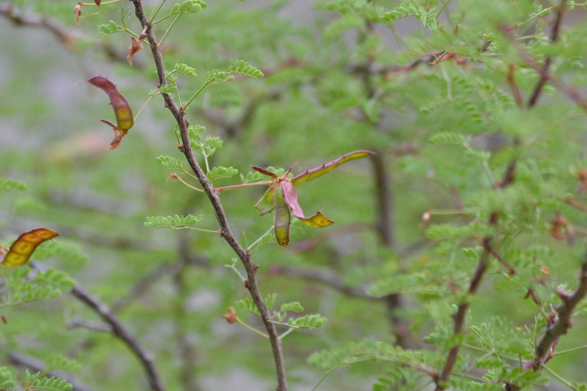 Fragrant mimosa (Mimosa borealis)